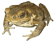 Cane Toad