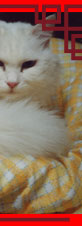 ahmeh