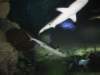 sharksatthereefmandalaybayhotellasvegas_small.jpg