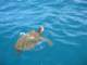 seaturtleis15metreslong_small.jpg