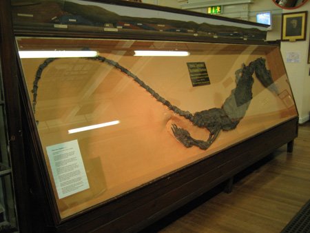 fossilprehistoriccrocodilefoundatsaltwicknearwhitby.jpg