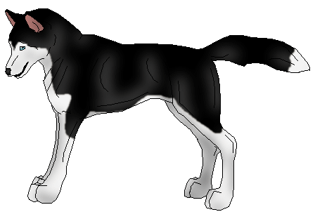 [ Cruz, Fairouz's other herding dog, image © Yakima ]