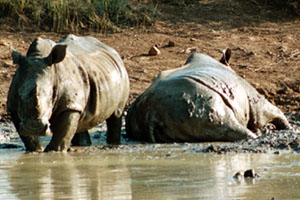 Rhinos at bath time