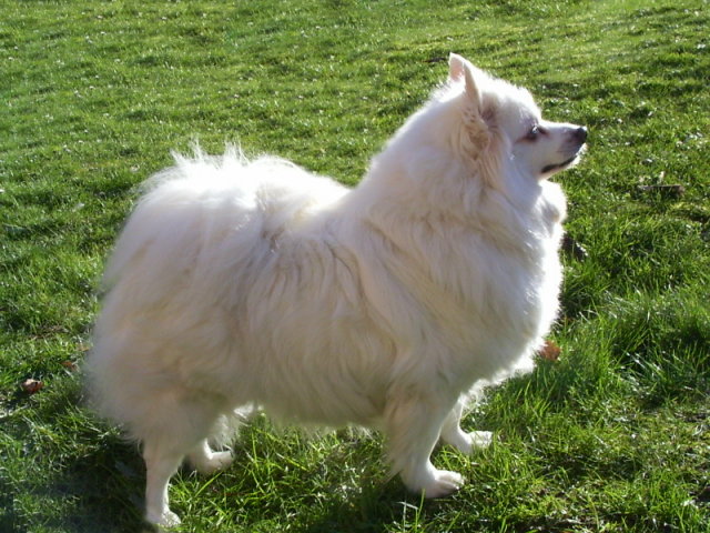 whitesun