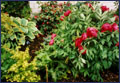 Garden.Clic for better view.
