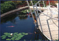 Pond. Clic for better view.