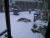 Rolling in the snow