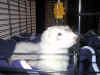 Shamba