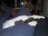 This is how a cat sleeps.
