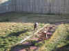 Bassetts running!