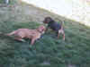 Killer (light) and Flash (dark)