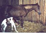 Cherokee Sunrise and mama #1