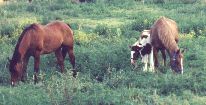Max, Cherokee & Arizona, 16 July 2002