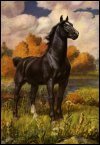 Horse Country