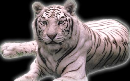 White Bengal Tiger