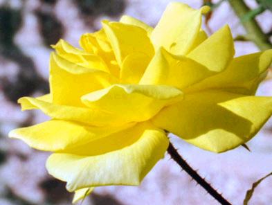 Yellow Rose of Texas
