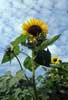 sunflower field near Ruttel