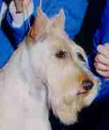 bear-head.jpg (2654 bytes)