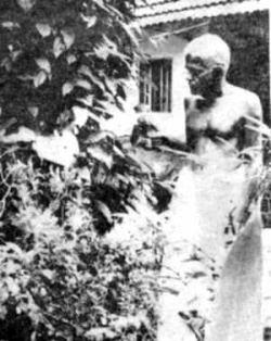 in the garden.