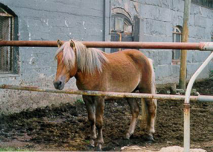 kuvaus