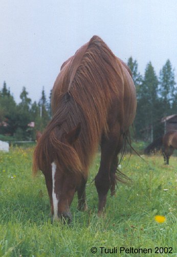 kuvaus