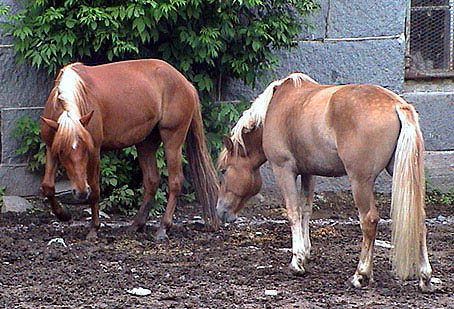 kuvaus