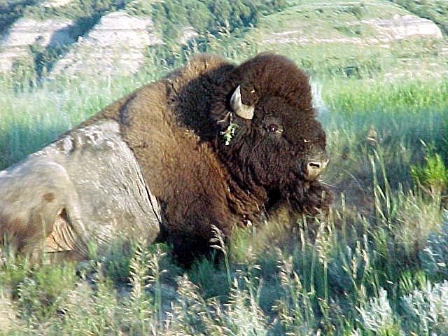 buffalo