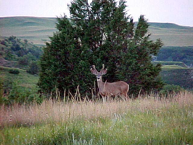 deer