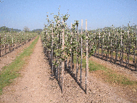 12 - Modern apple orchard