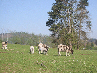 13 spotted sheep