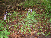 and discover Bluebell plants