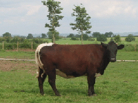 Old Gloucester breed of cattle