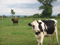 Holstein saya 'Hello'
