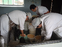 Packing the drained curds into moulds