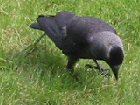 Chuff in the garden