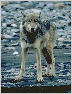Even the wolves are offended.