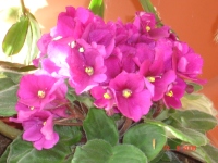 Earth Stewards: African Violets, Copyright: Milson Macleod 2006