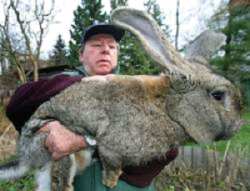 Earth Stewards: Rabbits to feed the poor