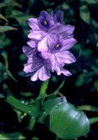 Water Hyacinth