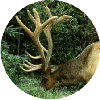 click for Antlers globe