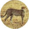 click for Cheetah globe