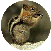 click for Chipmunk globe
