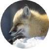 click for Fox globe