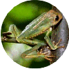click for Frog globe