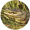click for Gator globe