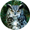 click for Owl globe