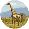 click for Giraffe globe
