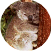 click for Koala globe