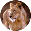 click for Lioness globe