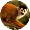 click for Monkey globe